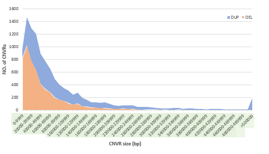 CNVR SIZE